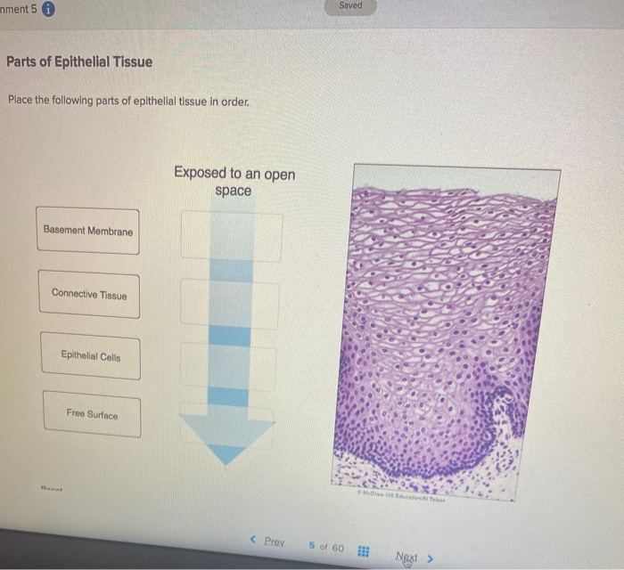 Solved nment 5 A Saved Parts of Epithelial Tissue Place the | Chegg.com