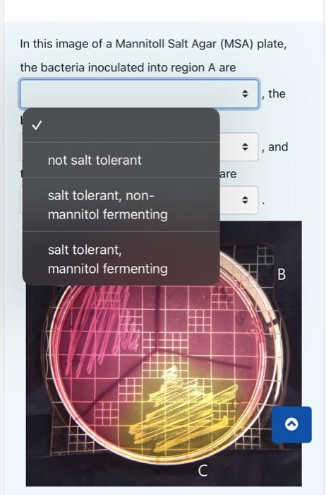 Solved In this image of a Mannitoll Salt Agar (MSA) plate, | Chegg.com