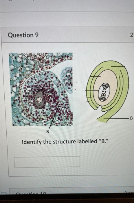 Solved Identify The Structure Labelled "B." | Chegg.com