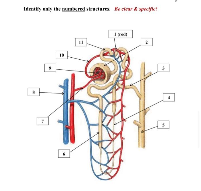 Solved 6 Identify only the numbered structures. Be clear & | Chegg.com