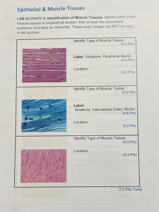 Solved Epithelial & Muscle Tissues LAB ACTIVITY 3