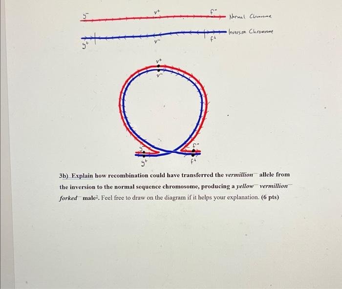 Solved 3) Inversions block recombination between inverted | Chegg.com