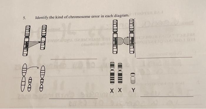 Solved Identify the kind of chromosome error in each | Chegg.com