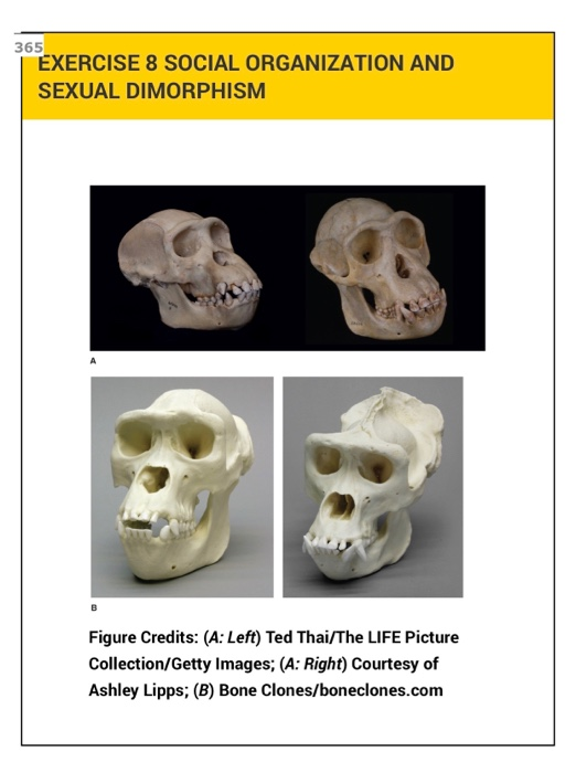 EXERCISE 8 SOCIAL ORGANIZATION AND SEXUAL DIMORPHISM | Chegg.com