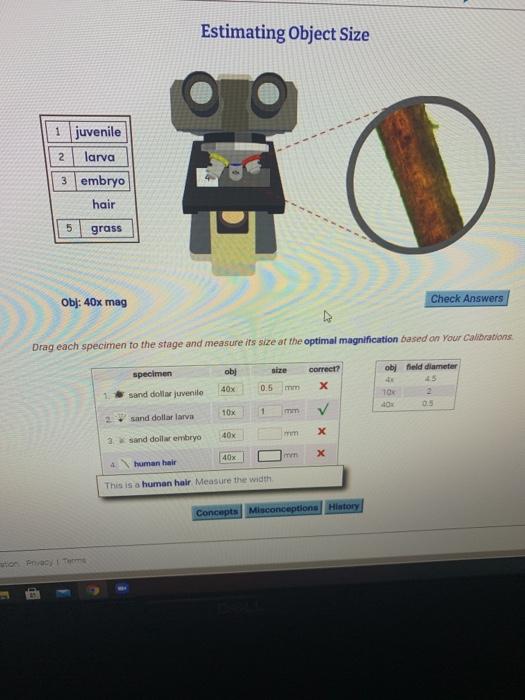 Sand Dollar Printout- Enchanted Learning Software