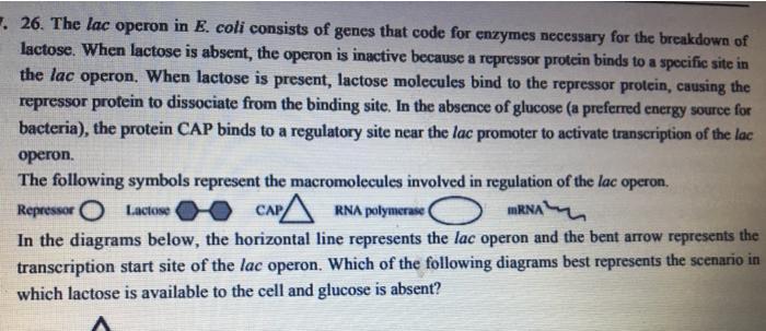 Solved 26. The lac operon in E. coli consists of genes that | Chegg.com