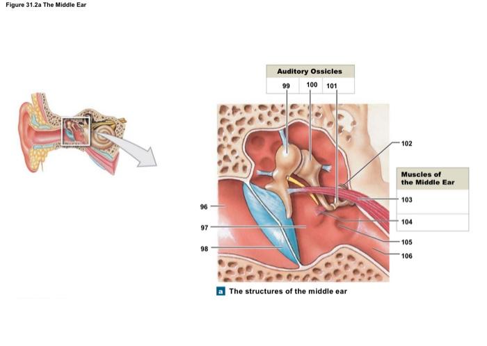 Solved Figure 31.2a The Middle Ear | Chegg.com