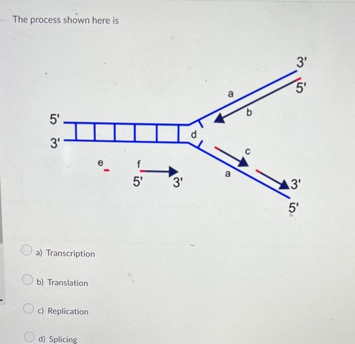 Solved The process shown here is a) Transcription b) | Chegg.com
