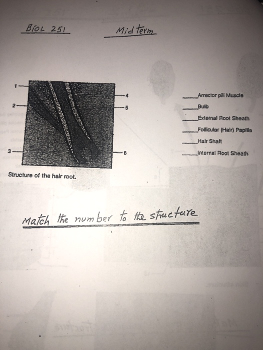 Solved Biol 251 Midterm Autos Arrector Pili Muscle Bulb E