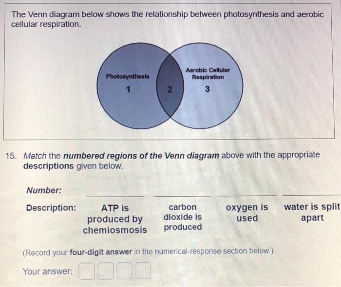 photosynthesis and cellular respiration venn diagram