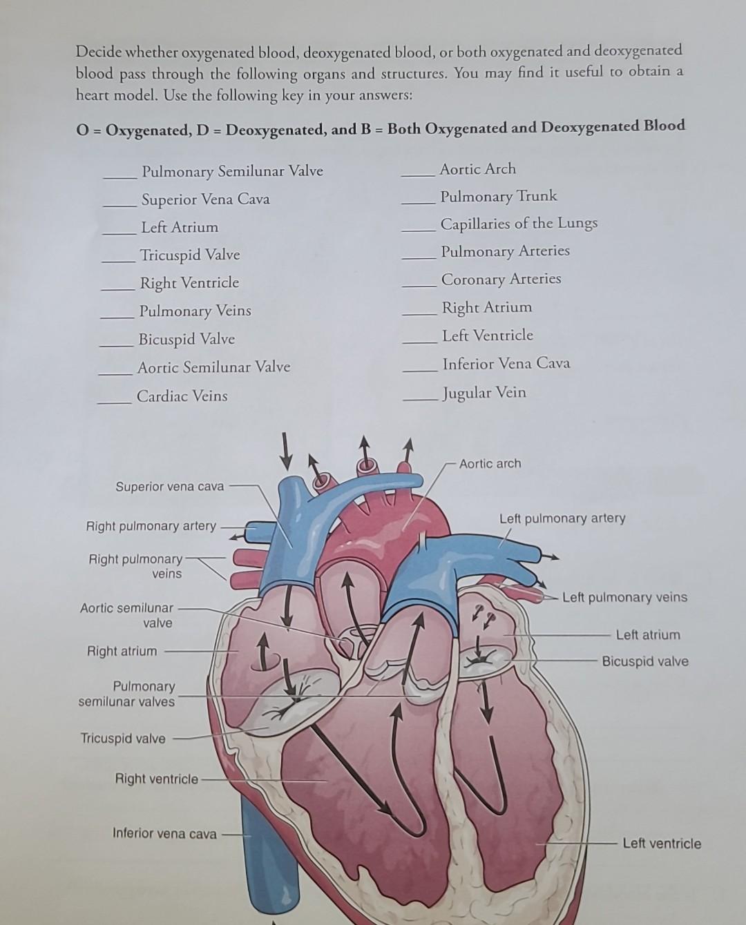 solved-decide-whether-oxygenated-blood-deoxygenated-blood-chegg