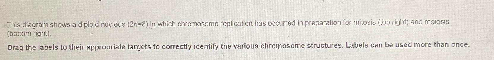 Solved This diagram shows a diploid nucleus (2n)=(8) in | Chegg.com