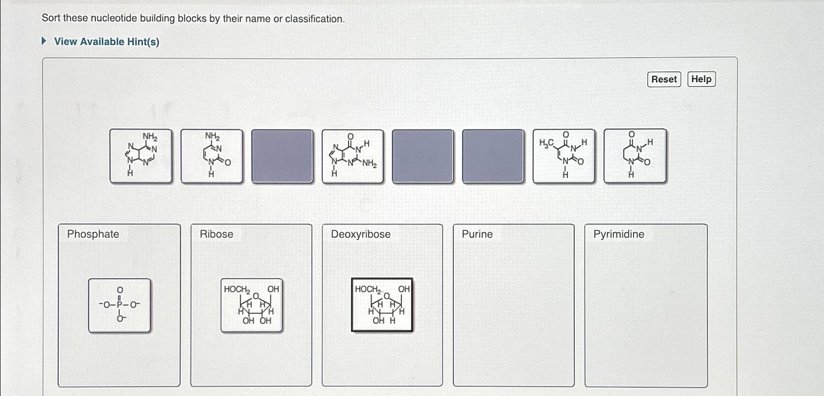 Solved Sort these nucleotide building blocks by their name