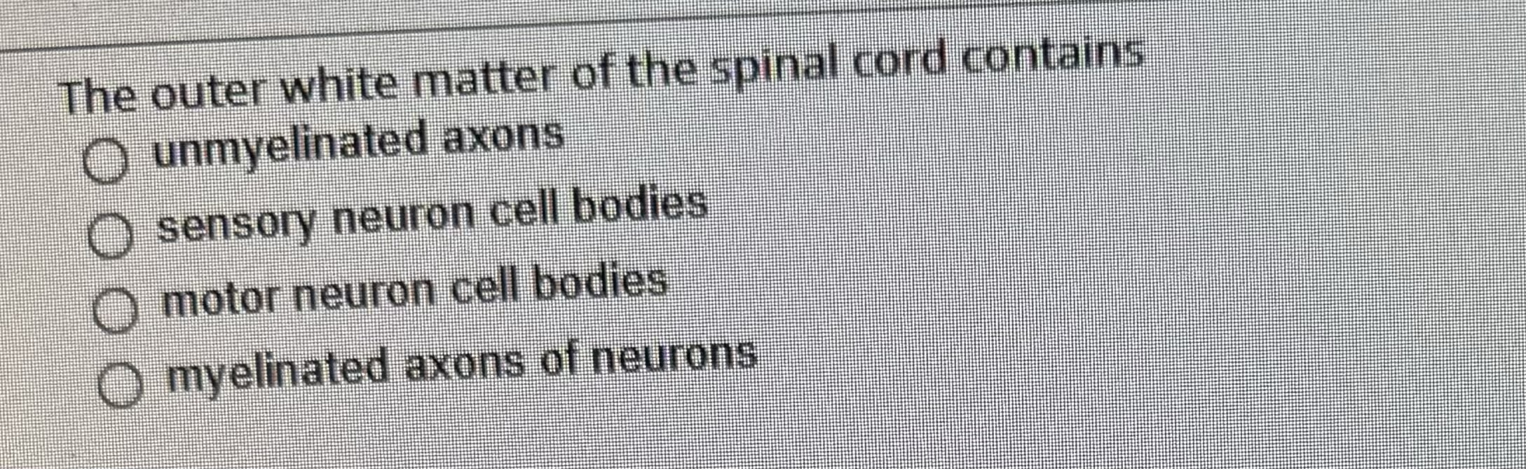 Solved The outer white matter of the spinal cord | Chegg.com