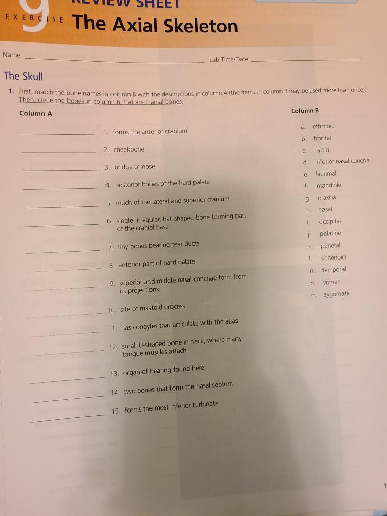 solved-first-match-the-bone-names-in-column-b-with-the-chegg