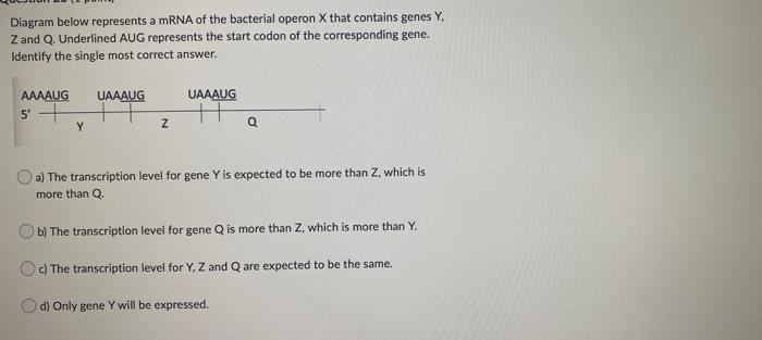 Solved Diagram below represents a mRNA of the bacterial | Chegg.com