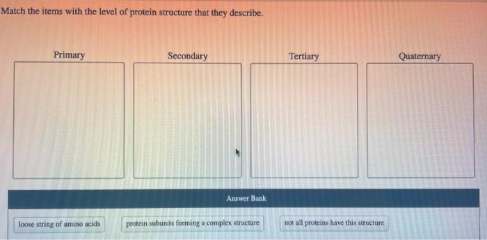 Solved Match the items with the level of protein structure | Chegg.com
