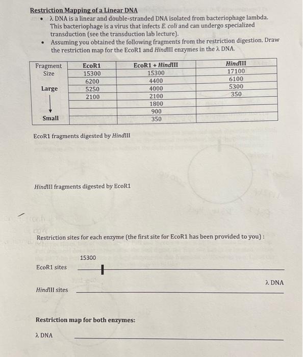 Solved Restriction Mapping Of A Linear DNA DNA Is A Chegg Com   Image
