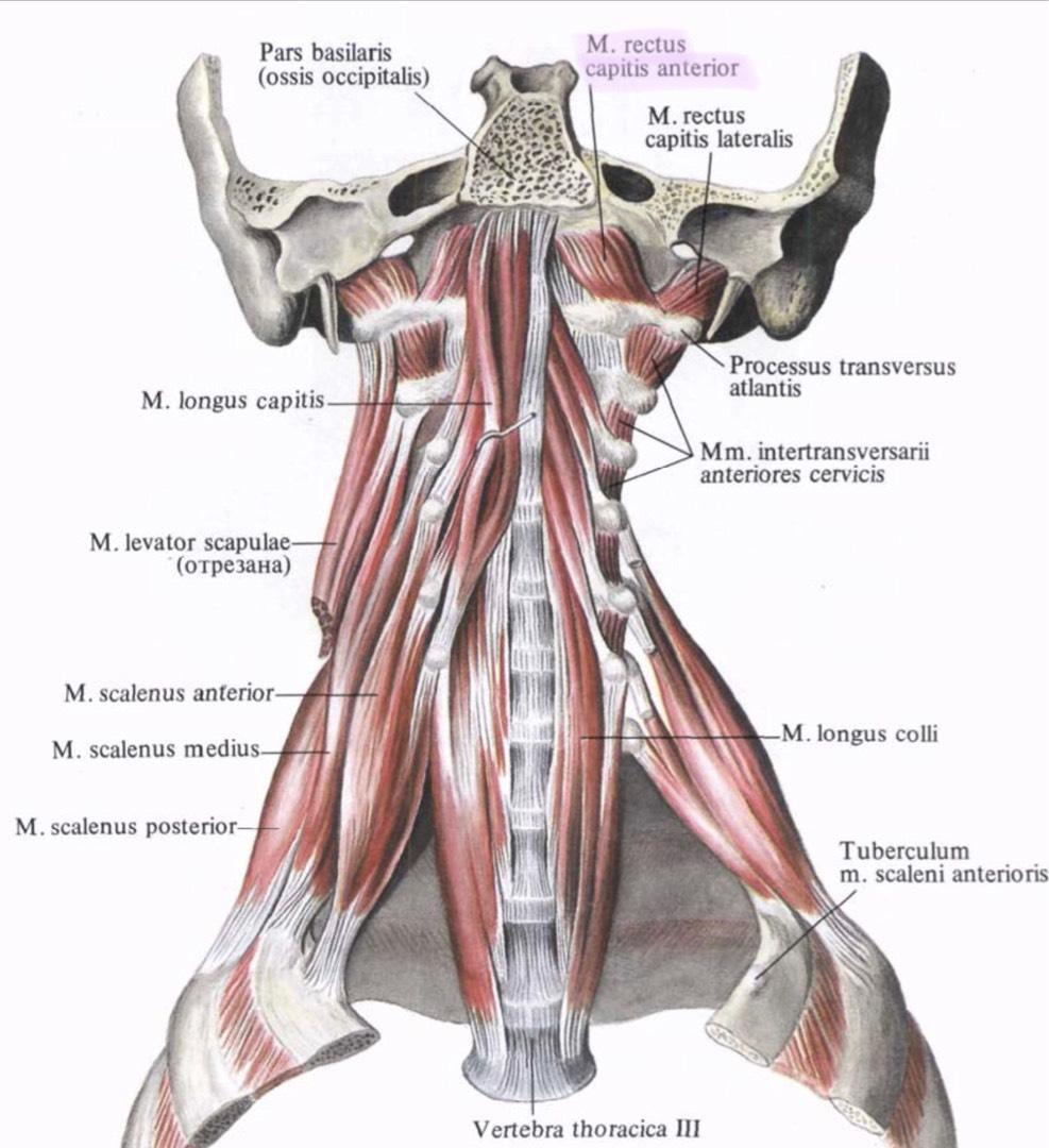 Карточки по мышцам анатомия