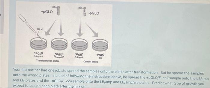 Your lab partner had one job...to spread the samples onto the plates after transformation. But he spread the samples onto the