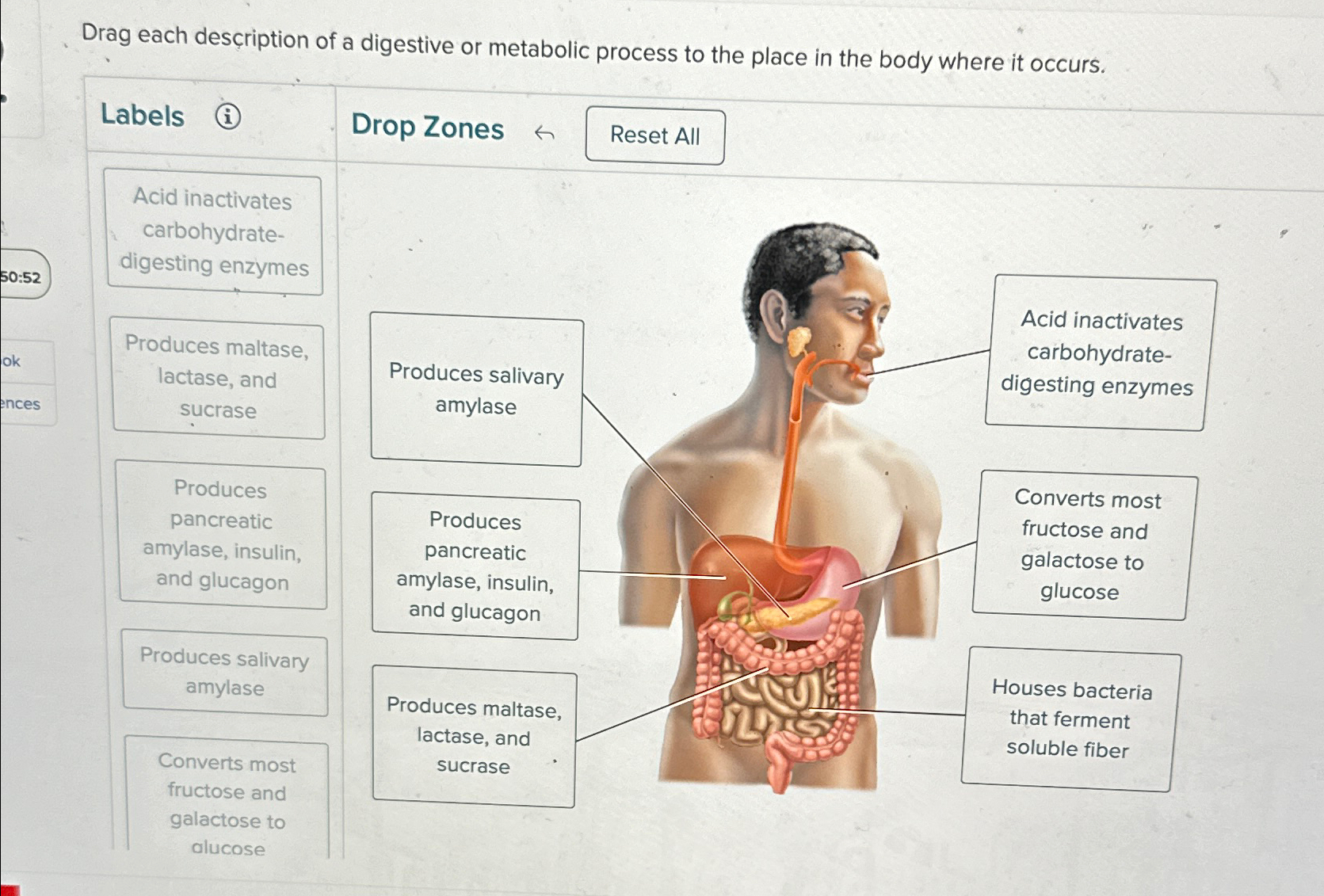Solved Drag each description of a digestive or metabolic