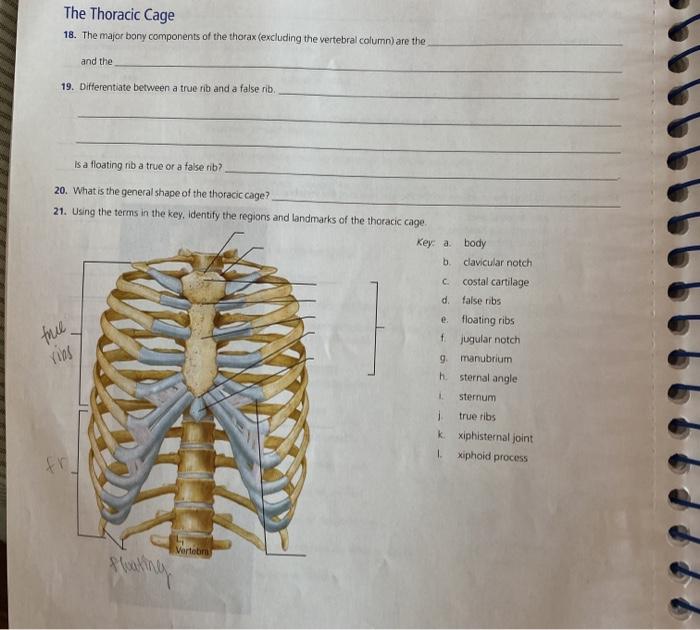 Solved The Thoracic Cage 18. The major bony components of | Chegg.com