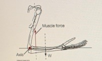 Solved “W” represents the weight of the forearm in the | Chegg.com