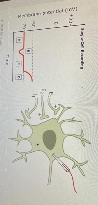 Solved During Which Period Or Periods Is The Membrane | Chegg.com