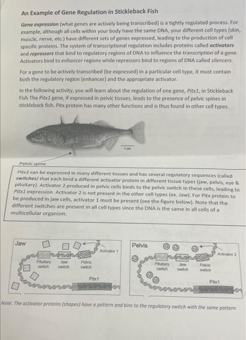 Solved According to the worksheet (as a whole), Pitx1 is