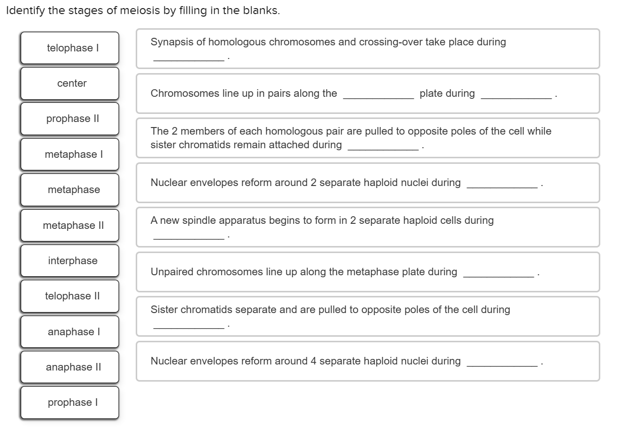 Solved Identify the stages of meiosis by filling in the | Chegg.com