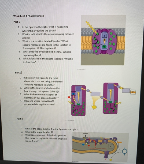 Solved Worksheet 3 Photosynthesis Part 1 1. In The Figure To | Chegg.com