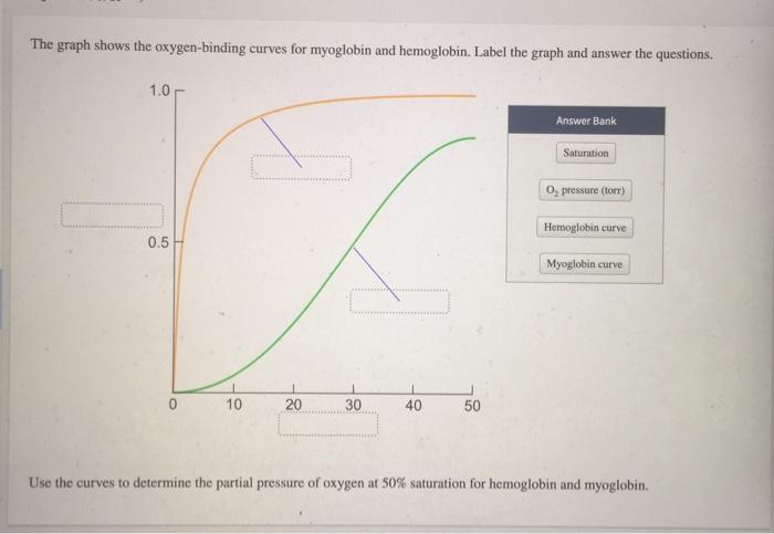 Solved The Graph Shows The Oxygen Binding Curves For