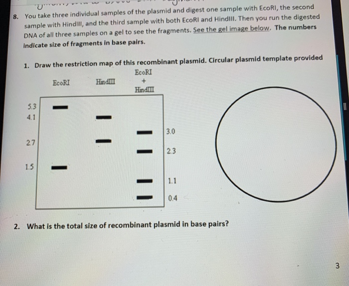 Solved 8. You take three individual samples of the plasmid | Chegg.com