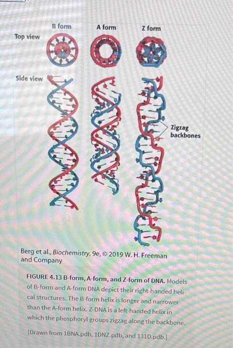 Solved 2. DNA. Compare A-form To B-form DNA. Look Carefully | Chegg.com