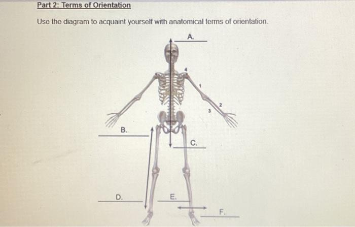 Use the diagram to acquaint yourself with anatomical | Chegg.com