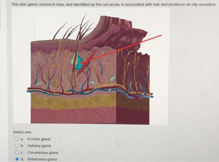 Solved What is the sublayer of the epidermis that is colored | Chegg.com