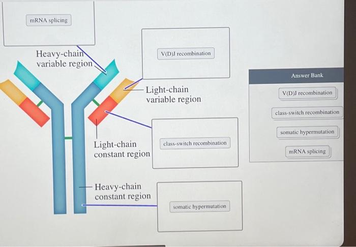 mRNA splicing Heavy-chain variable region. | Chegg.com