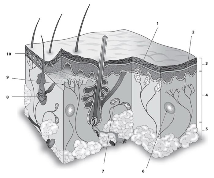 Solved please label the picture of skin (1-10). | Chegg.com