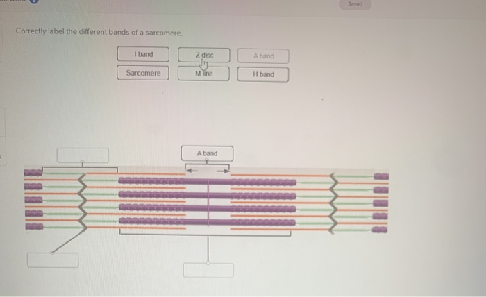 Solved Soved Correctly label the different bands of a | Chegg.com