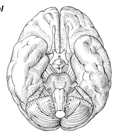 Solved identify the following structures Cerebral cortex | Chegg.com