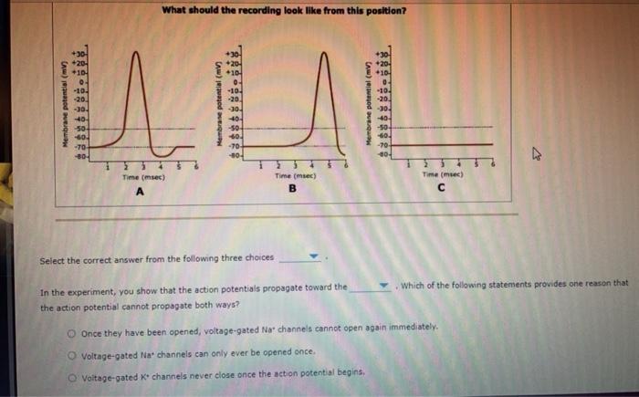 Solved 3. Action potential propagation and myelin sheaths | Chegg.com