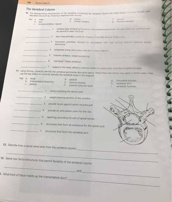 Solved 1381 Review Sheet 9 The Vertebral Column 10. The | Chegg.com