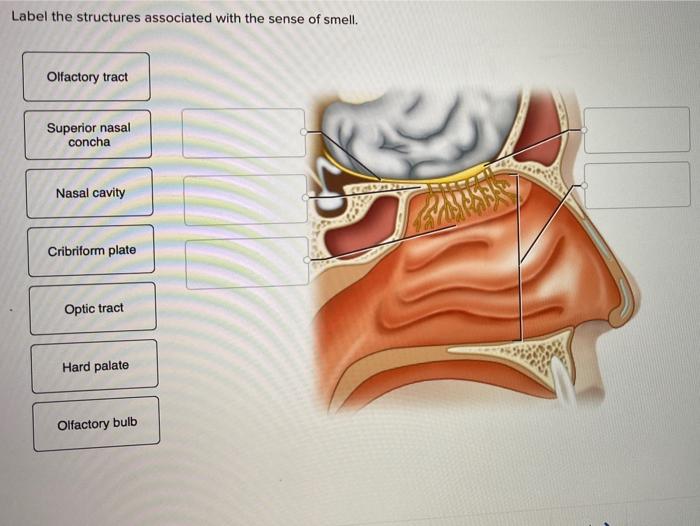 olfactory nose