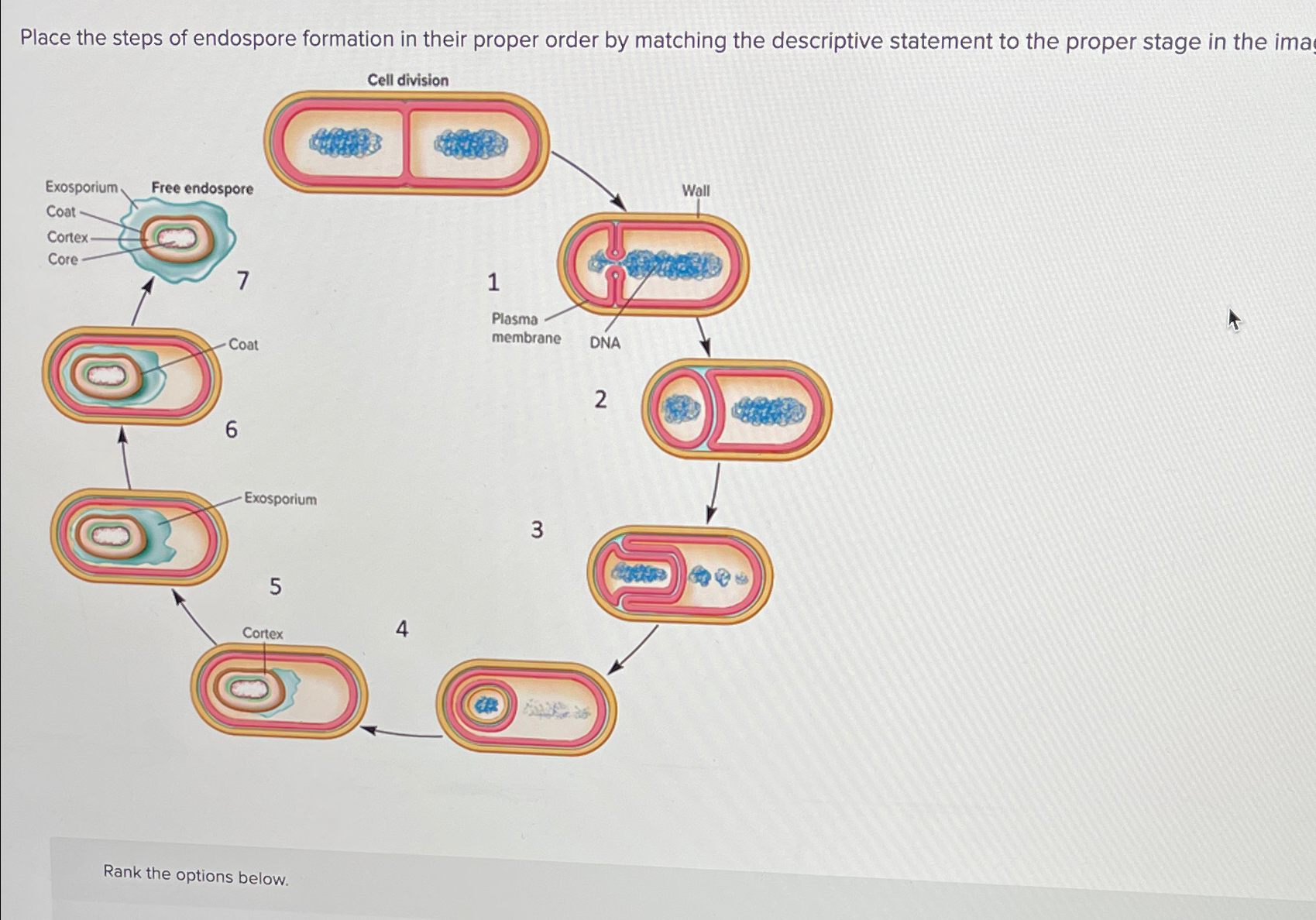 Solved Place the steps of endospore formation in their | Chegg.com