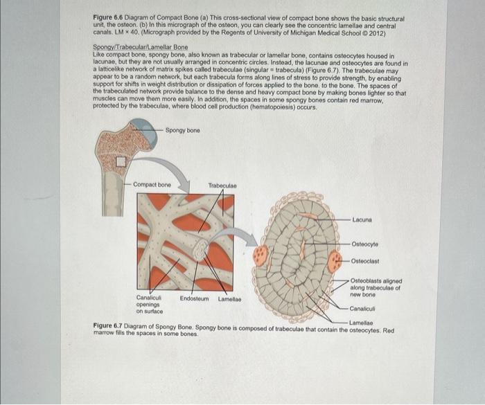 Solved Procedure for Activity 6.3: Microscopic Anatomy of | Chegg.com