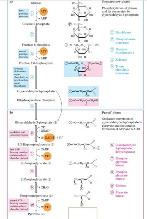 Solved 1. Complete the table of enzymes involved in the | Chegg.com