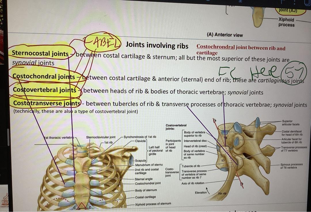 Anatomy Exam 3 (Thorax) Flashcards | Chegg.com