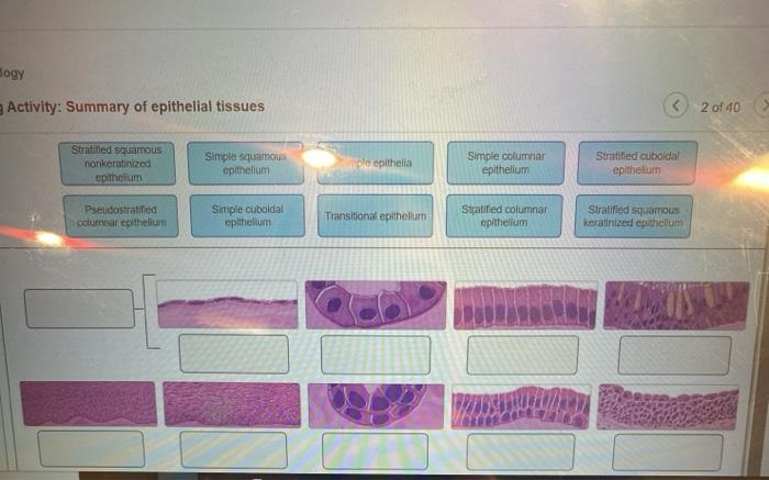 Solved Hogy Activity Summary Of Epithelial Tissues 2 Of 40 Chegg Com