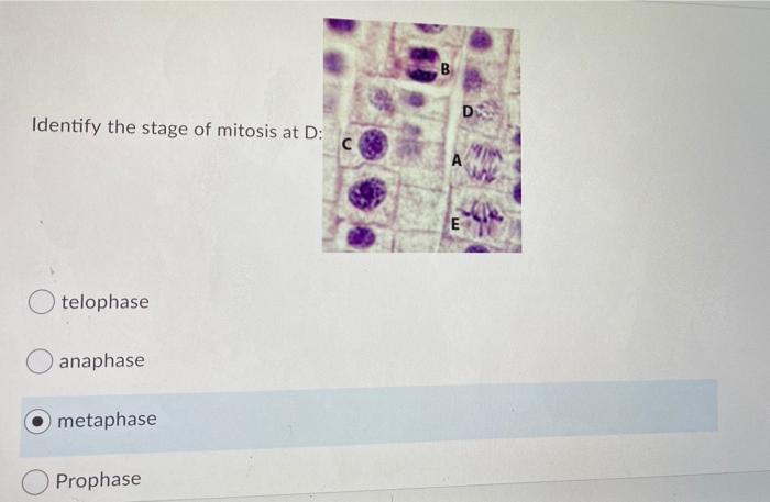 Solved B В D. Identify the stage of mitosis at D: с E | Chegg.com