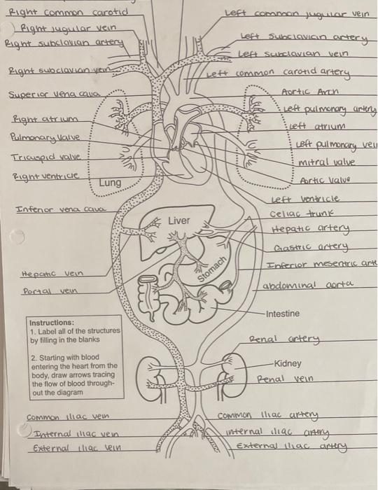 Solved i need help with the blood tracing pathway! Can | Chegg.com